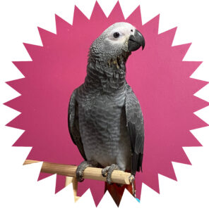 Pepper